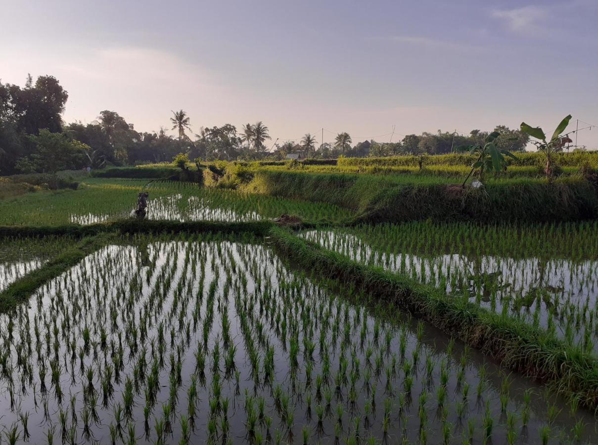 Griya Bun Sari Apartment Sukawati  Bagian luar foto